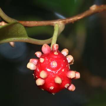 Image de Kadsura japonica (L. fil.) Dun.