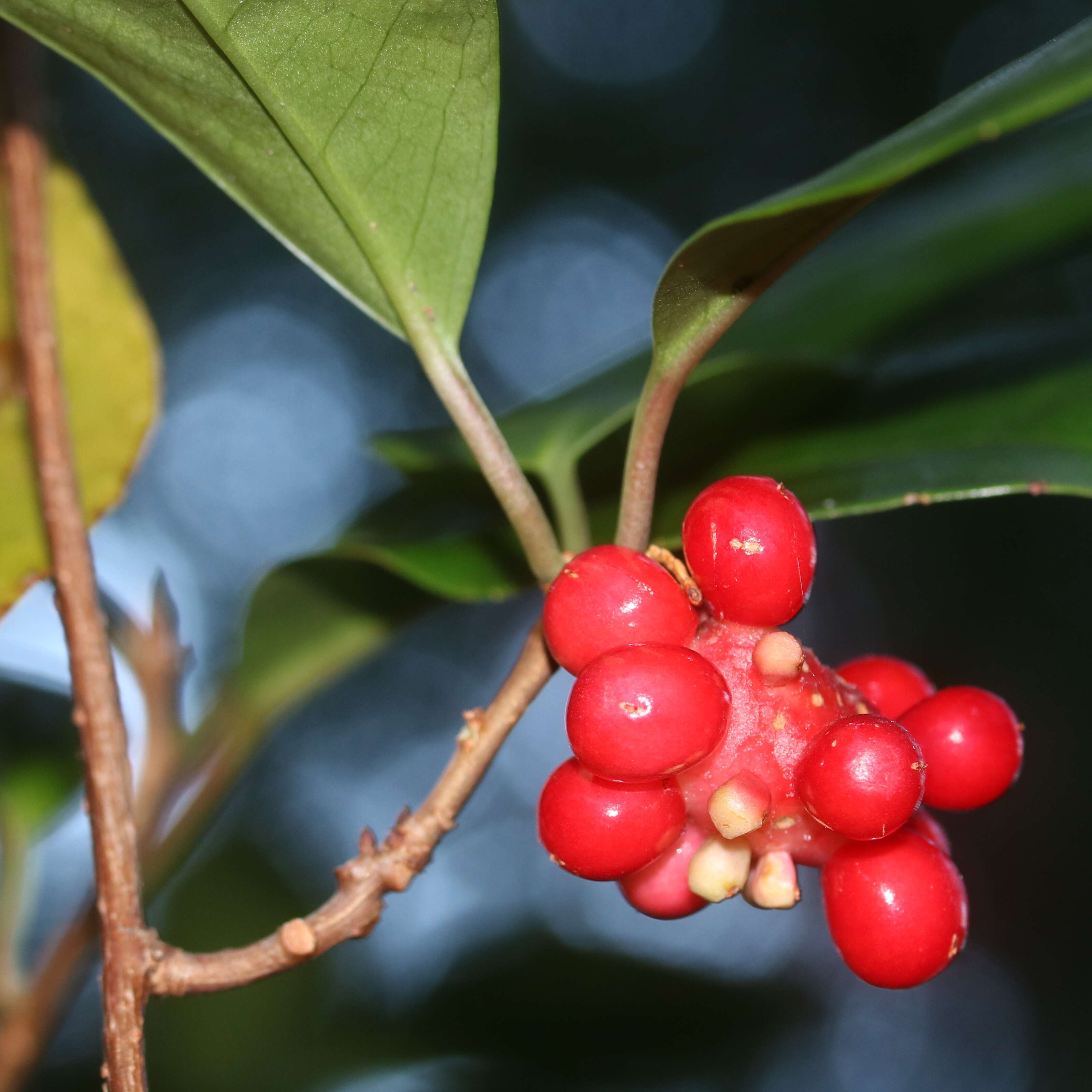 Image de Kadsura japonica (L. fil.) Dun.