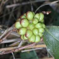 Image de Kadsura japonica (L. fil.) Dun.