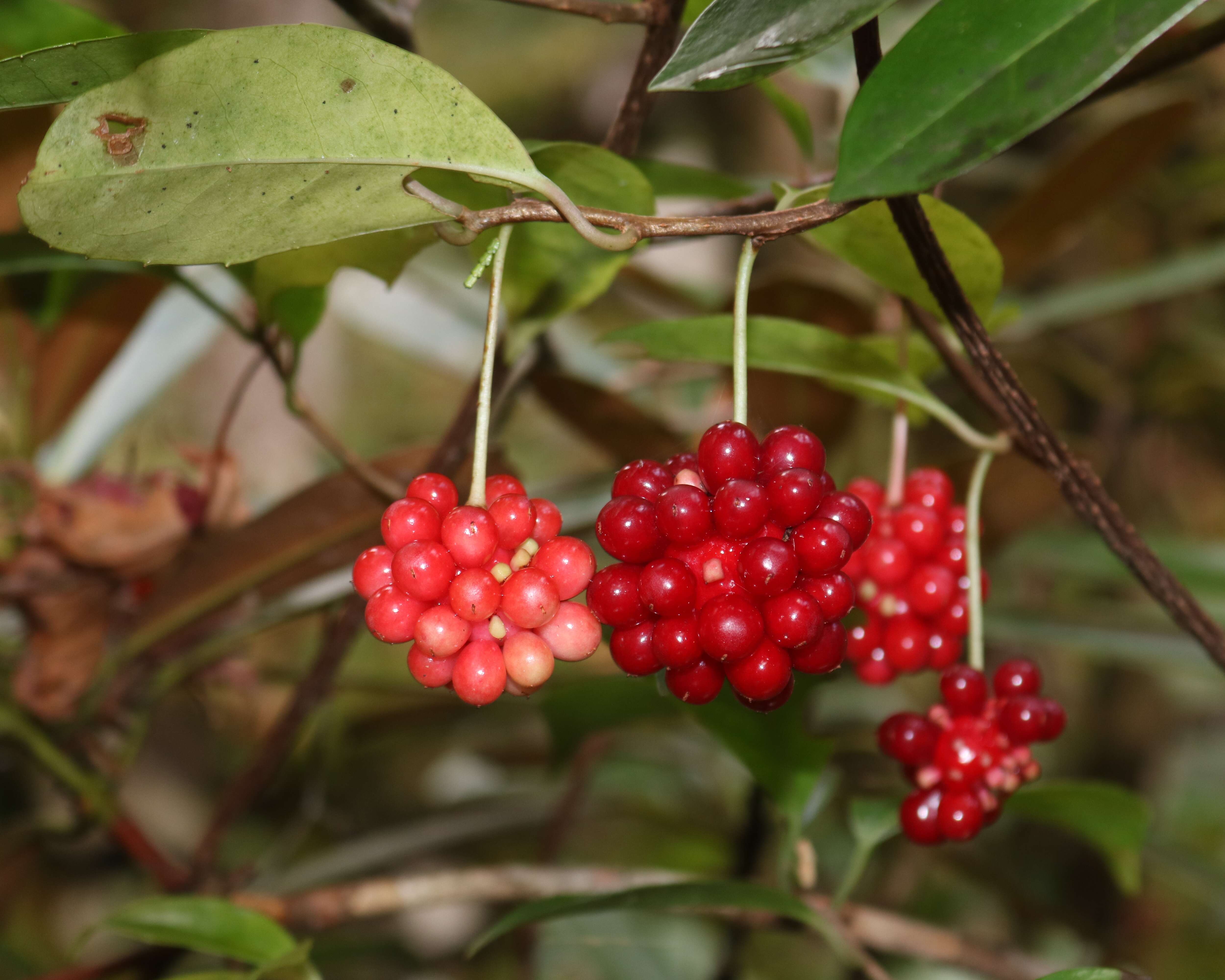 Image de Kadsura japonica (L. fil.) Dun.