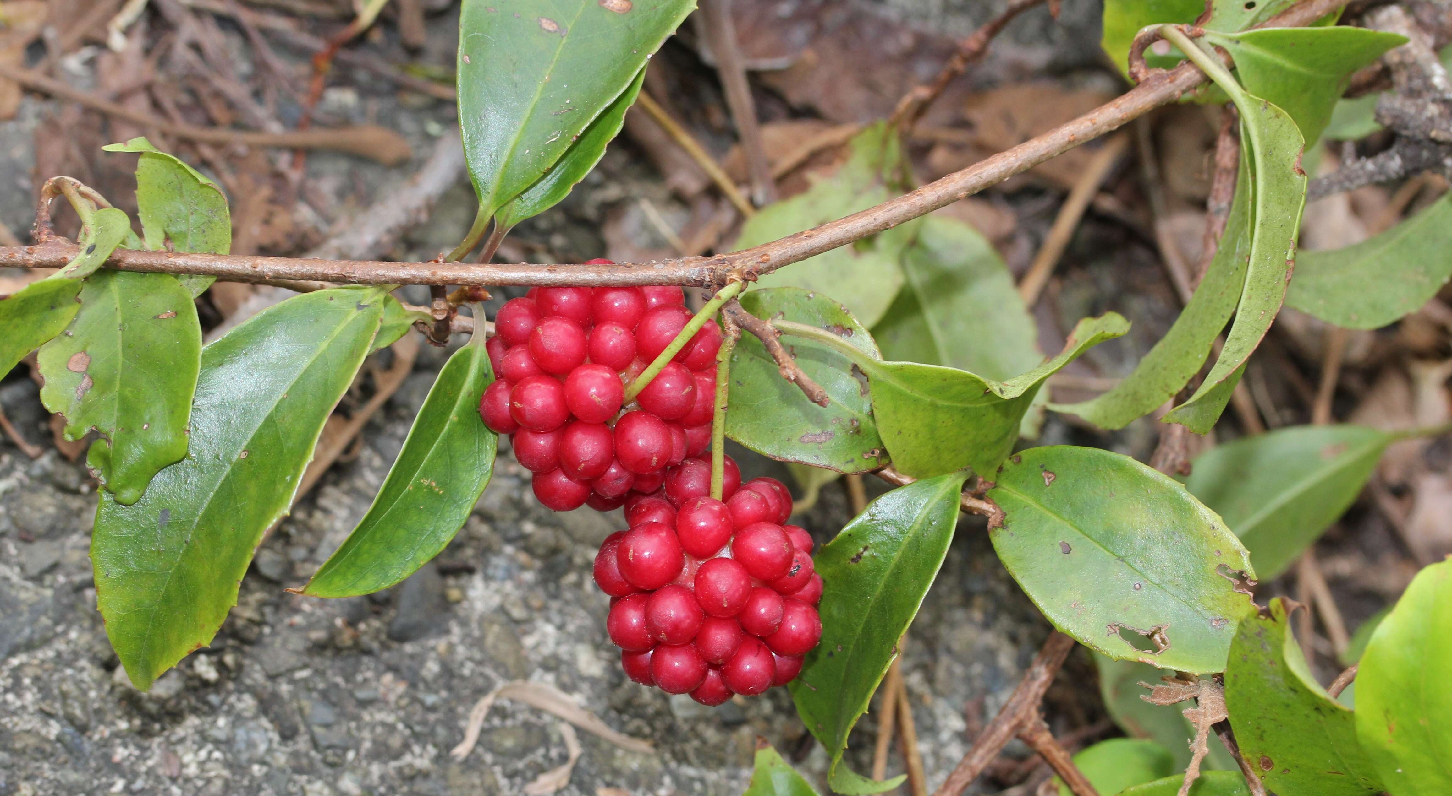 Image de Kadsura japonica (L. fil.) Dun.