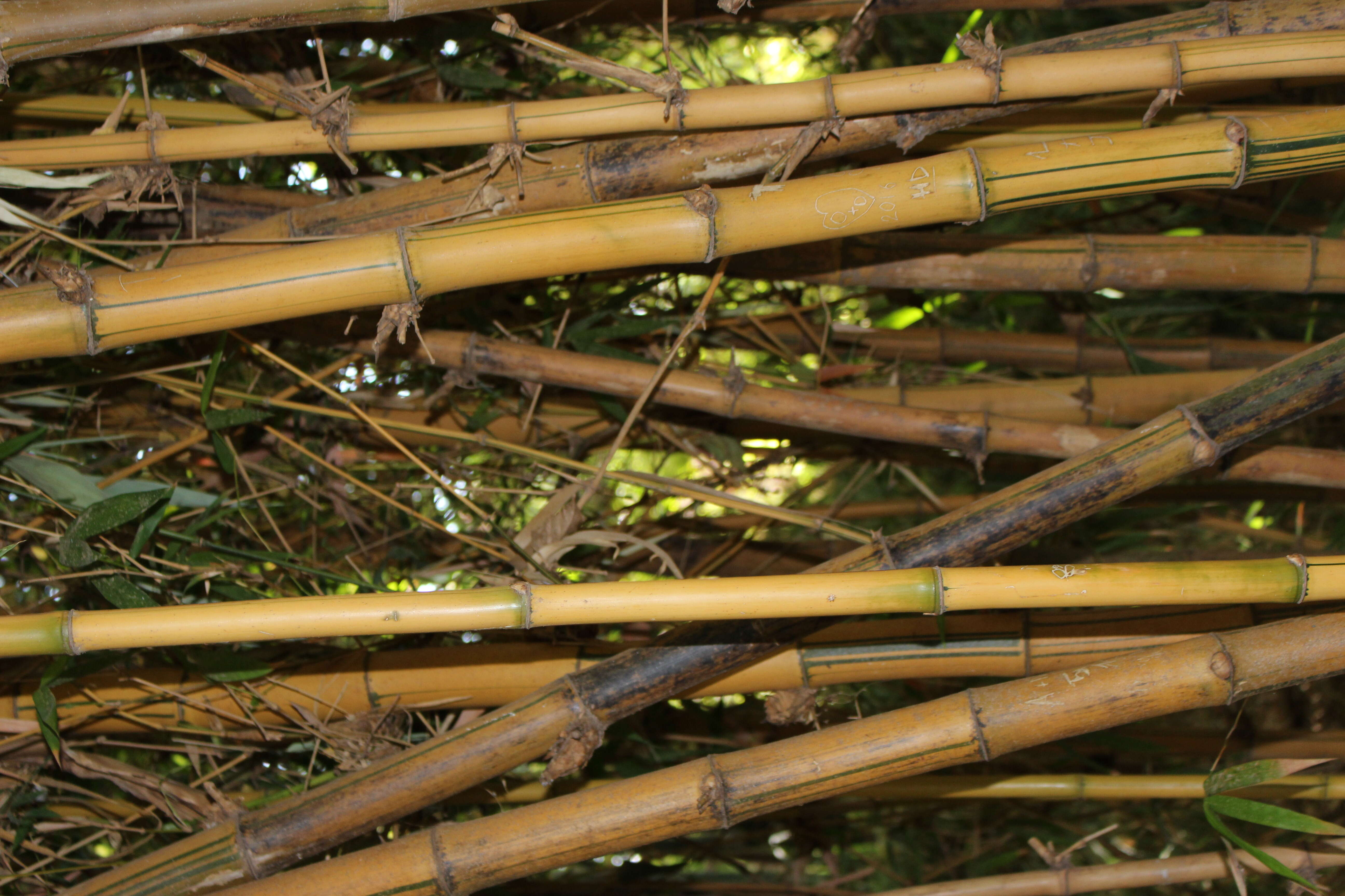 Image of common bamboo