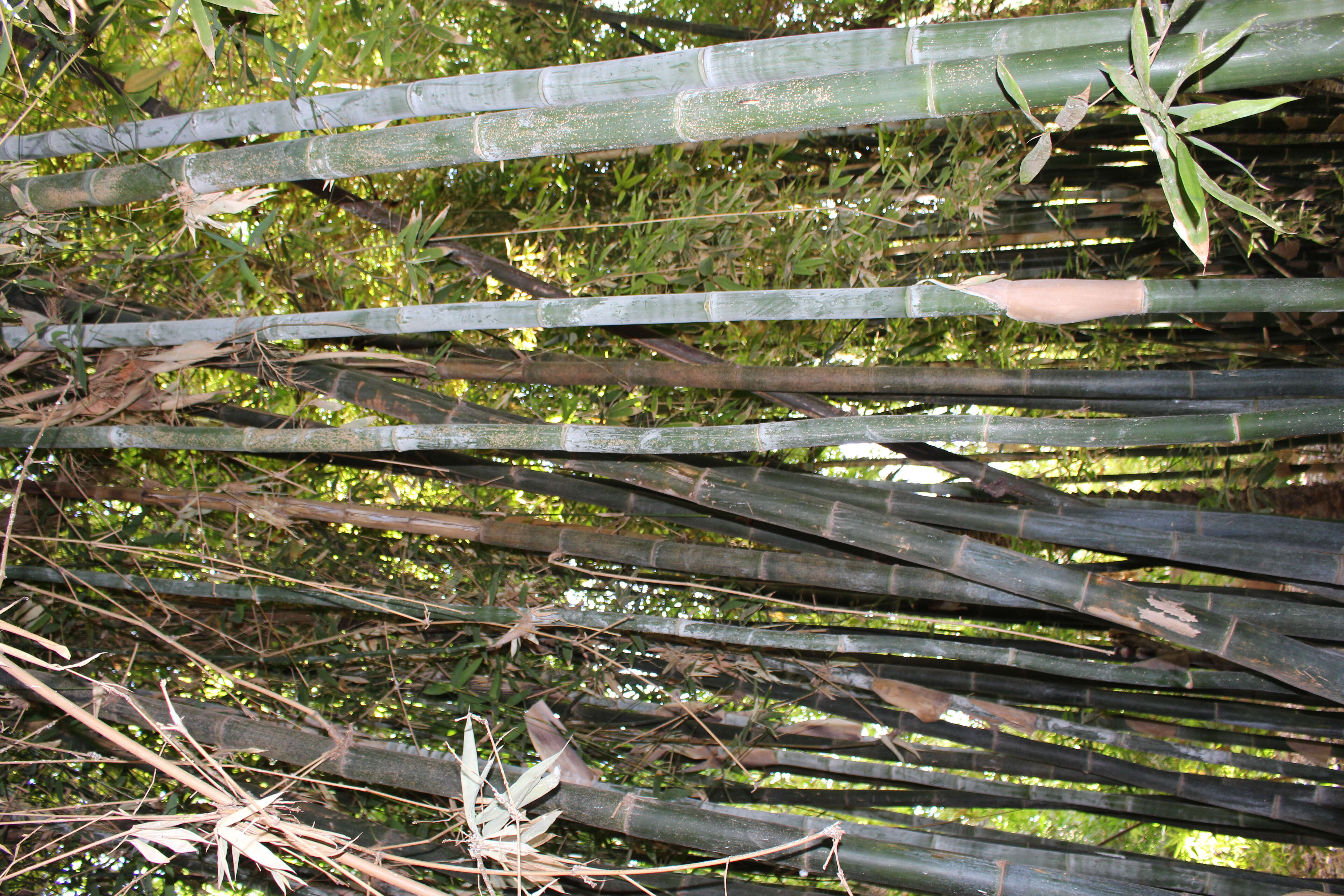 Image of common bamboo