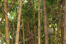 Image of common bamboo