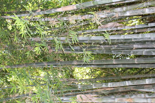 Image of common bamboo