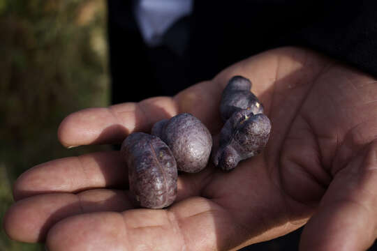 Image of Syrian mesquite