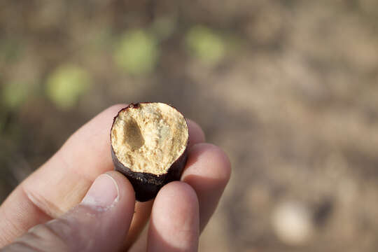 Image of Syrian mesquite