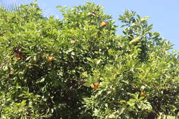 Image of Citrus × sinensis