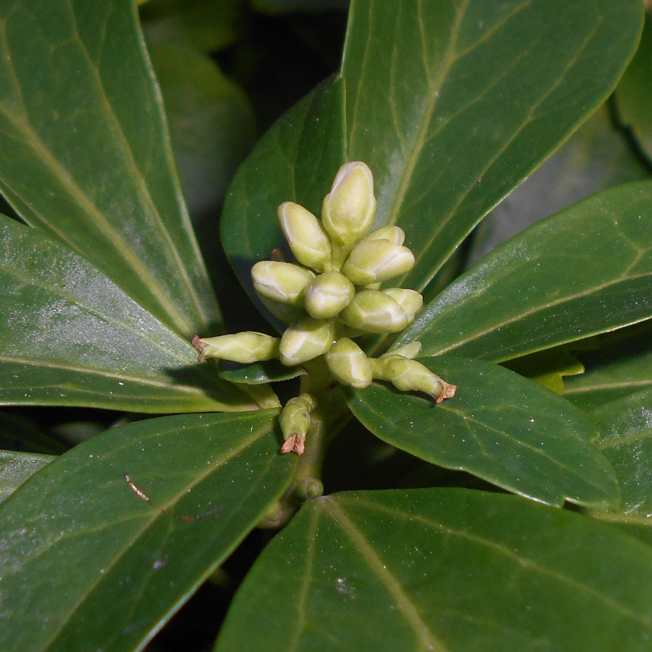 Image of Japanese pachysandra