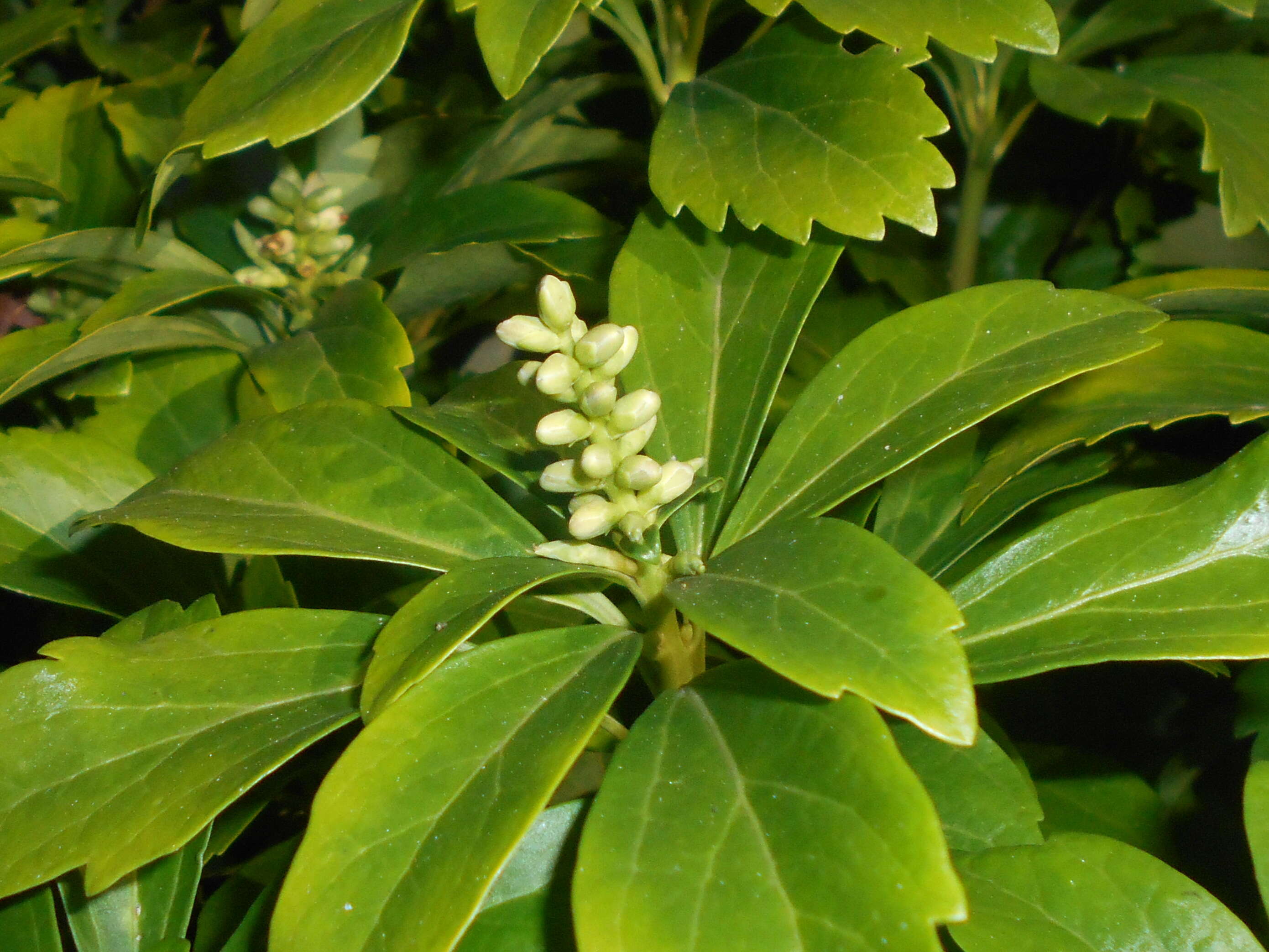 Image of Japanese pachysandra