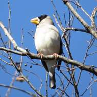 Image of Japanese Grosbeak