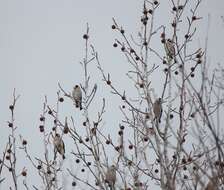 Image of Japanese Grosbeak