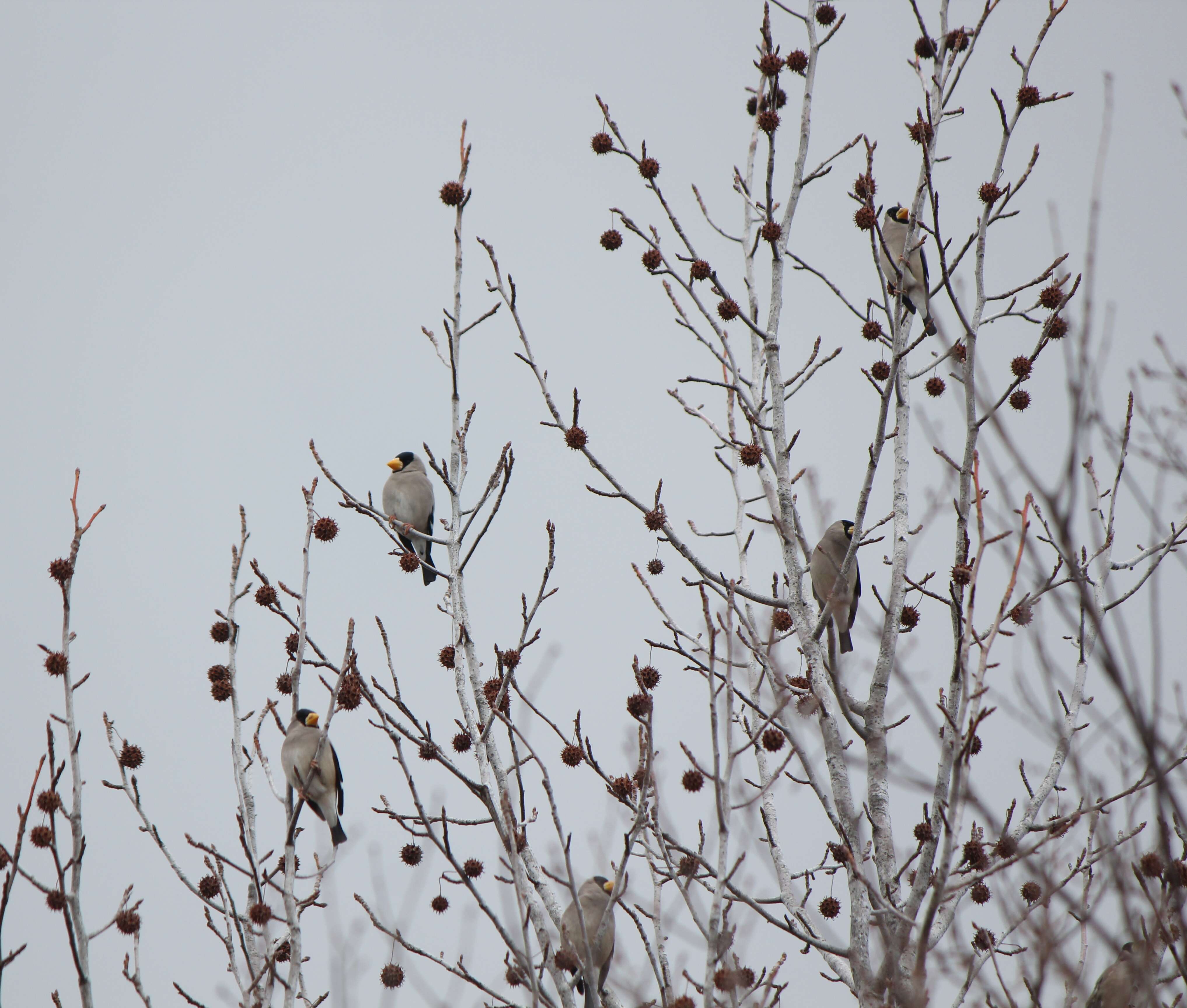 Image of Japanese Grosbeak