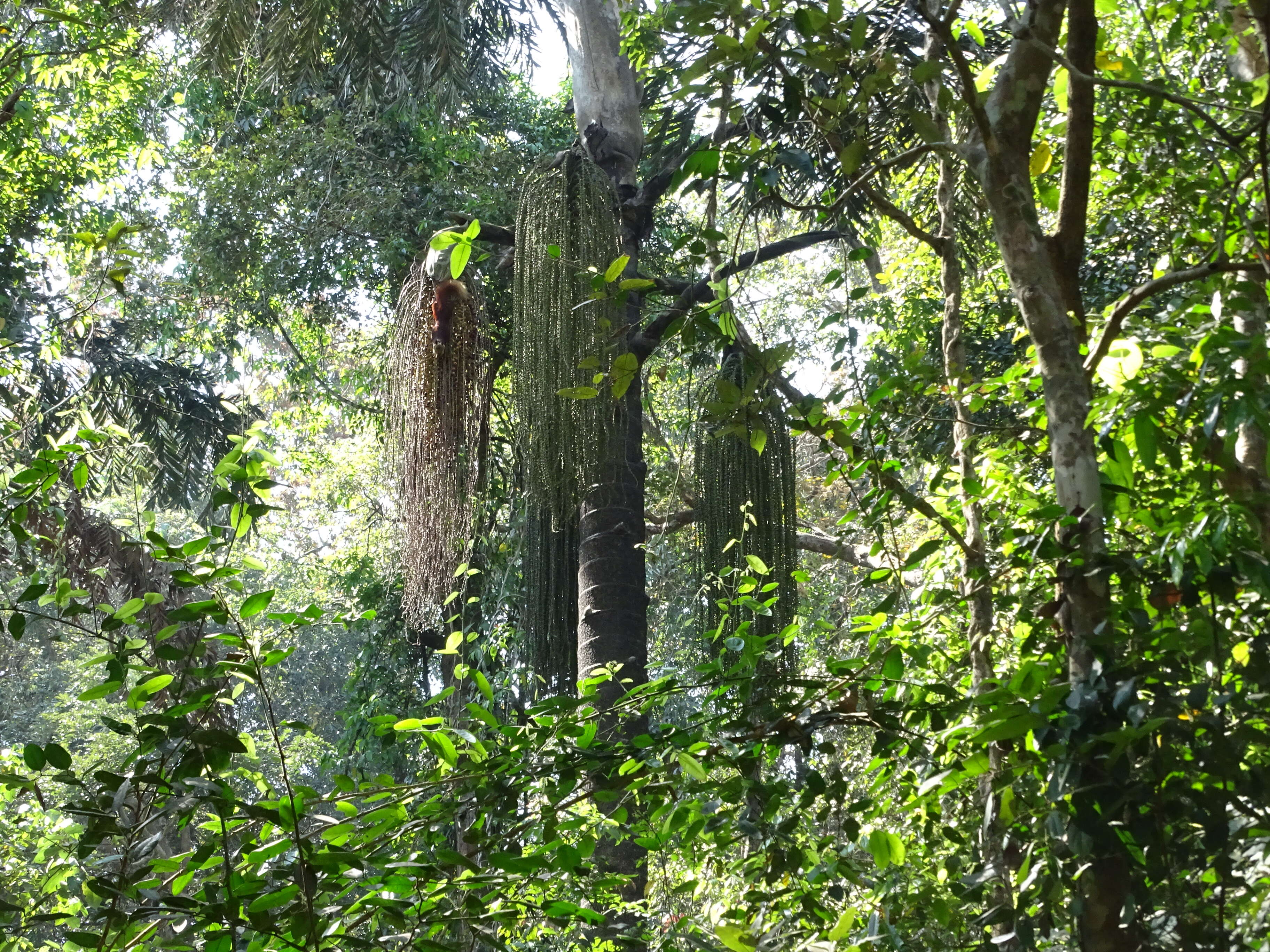 Image of Fishtail Palm