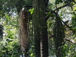 Image of Fishtail Palm