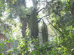 Image of Fishtail Palm