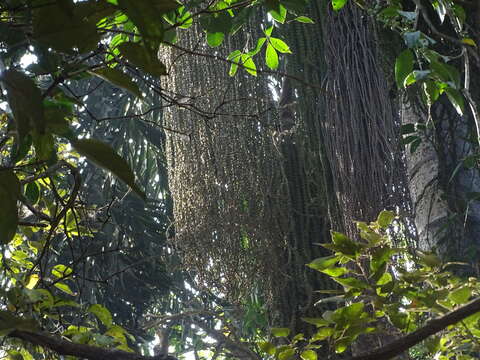 Image of Fishtail Palm