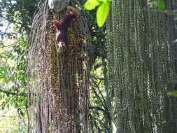 Image of Fishtail Palm