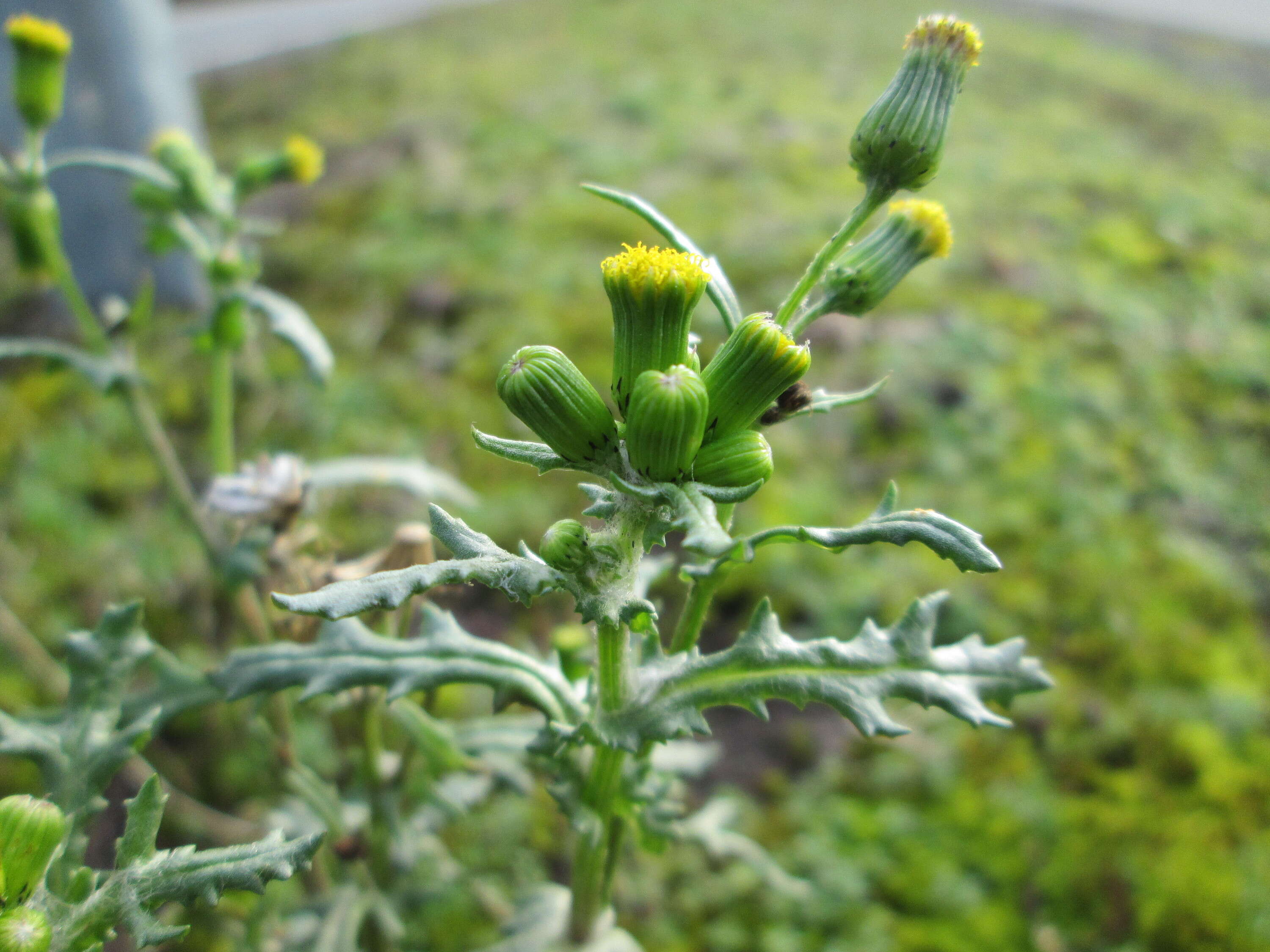 Image of groundsel