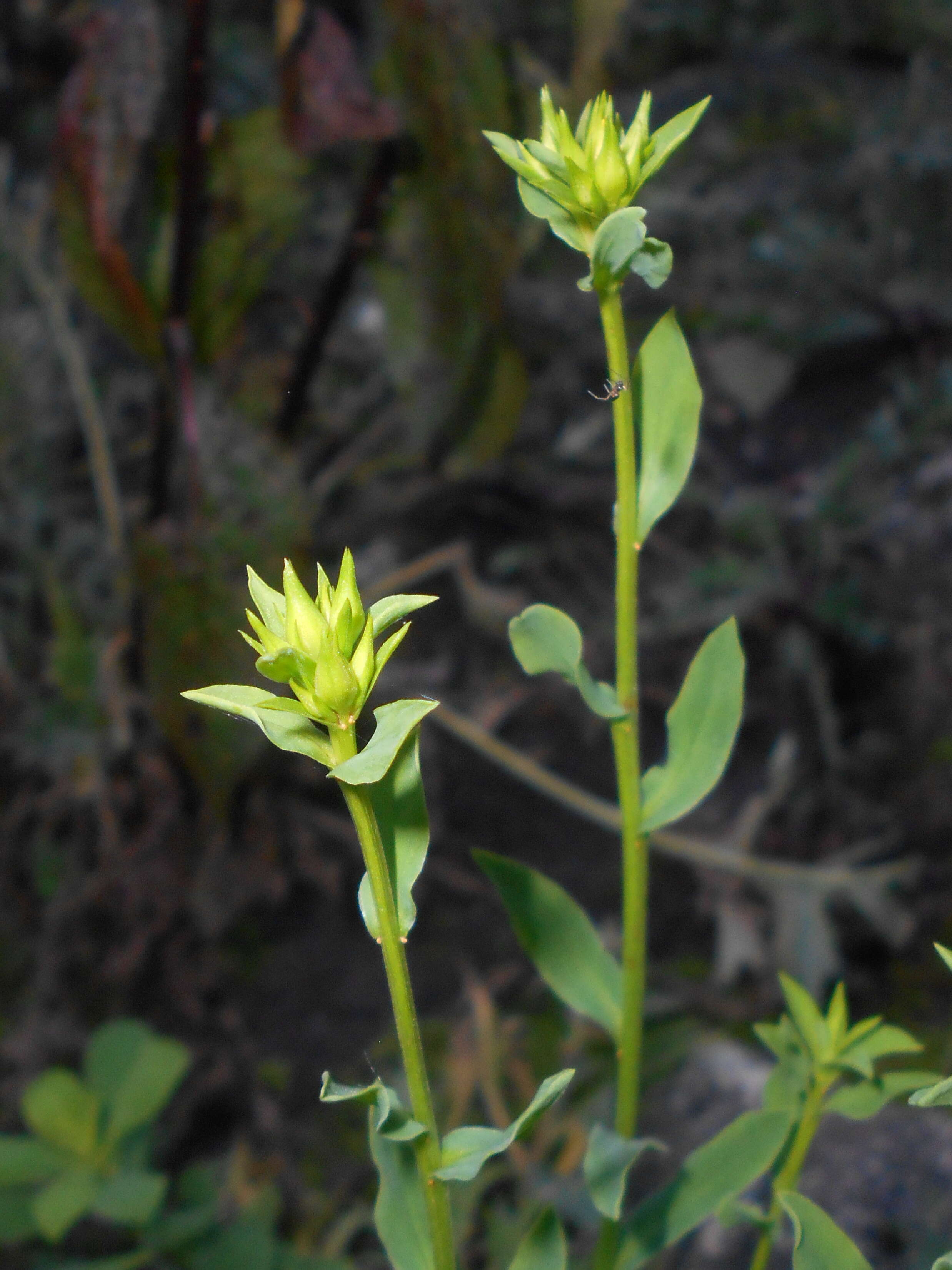 Image of golden flax