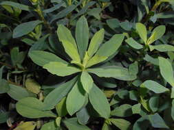 Image of golden flax