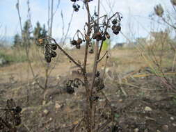 Image of European Black Nightshade