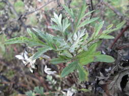 Image of common wormwood