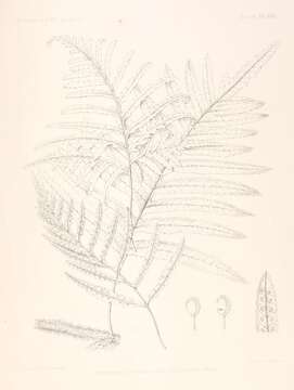 Image of polypody