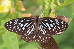 Image of Tirumala septentrionis