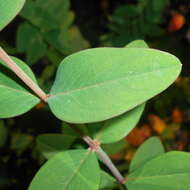 Image of Hooker's St. Johnswort