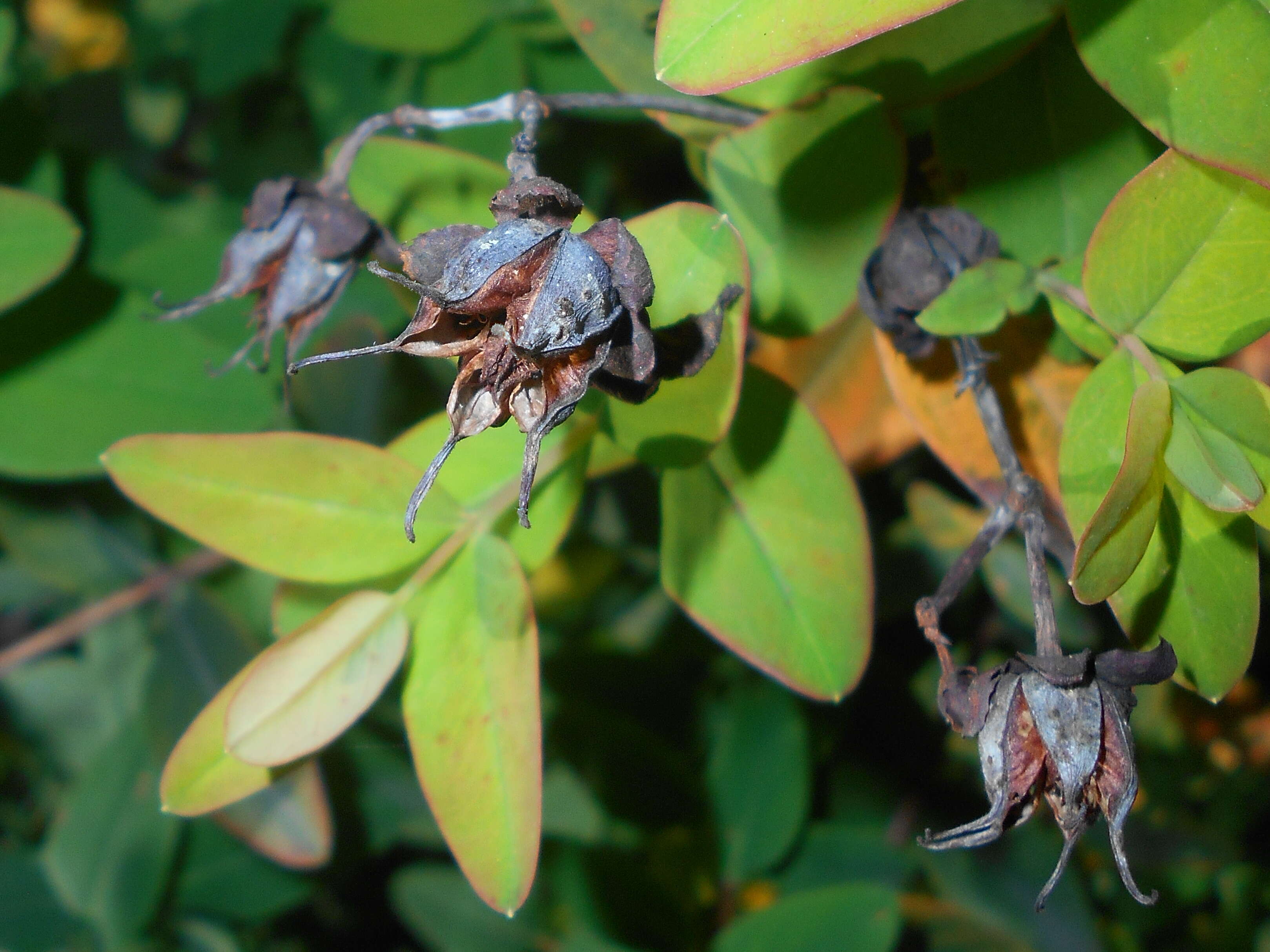 Image of Hooker's St. Johnswort