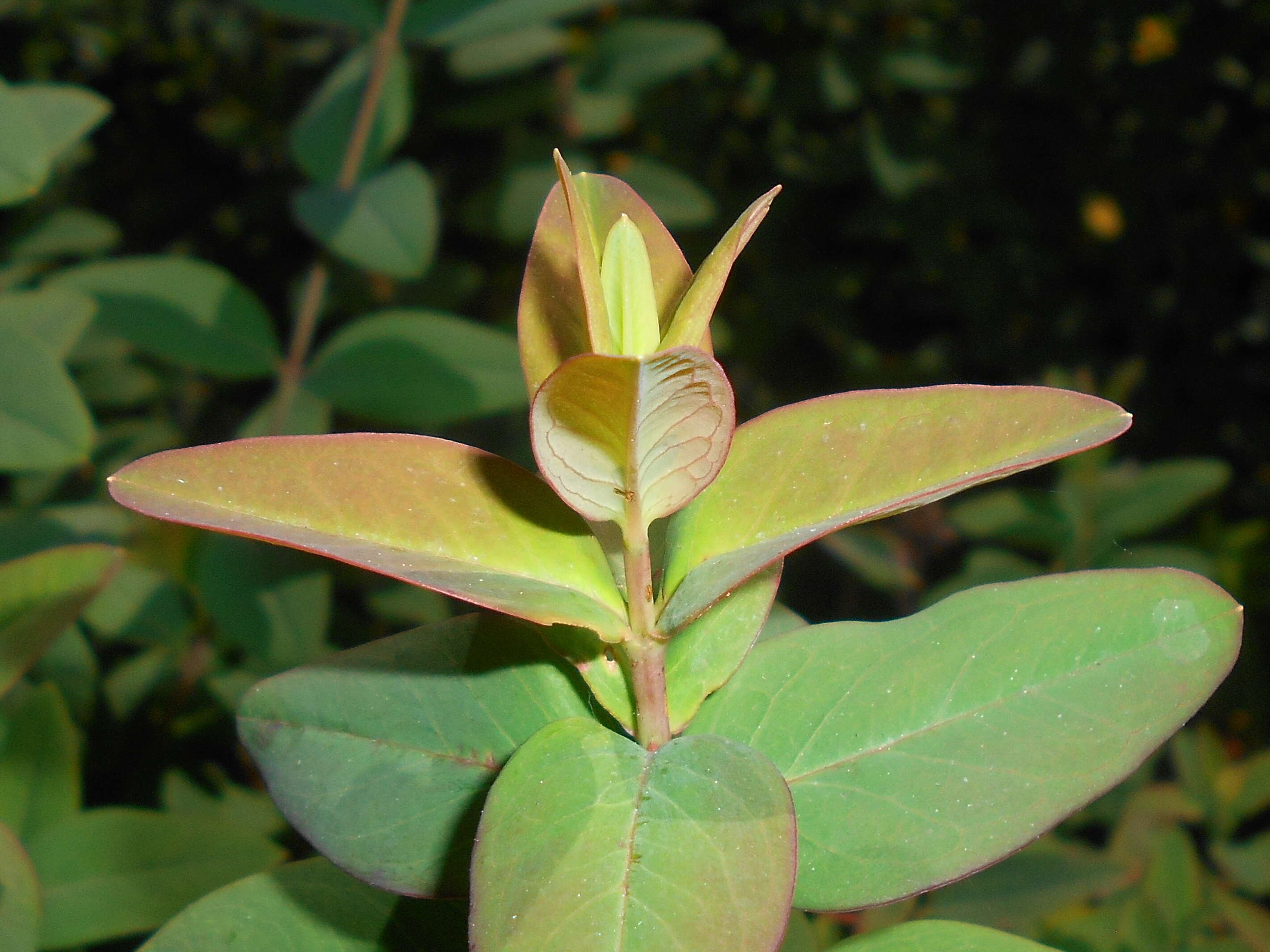 Image de Hypericum hookerianum Wight & Arn.