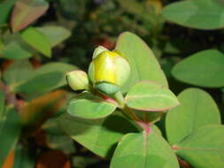 Image de Hypericum hookerianum Wight & Arn.