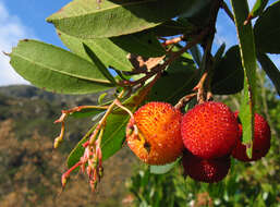 Image of strawberry tree