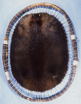 Image of beavers