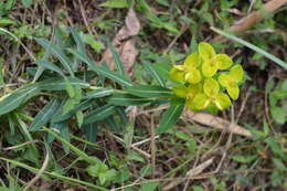 Image of Euphorbia wallichii Hook. fil.