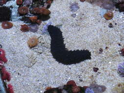 Image of Sea cucumber