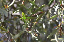 Image of Muellerina bidwillii (Benth.) Barlow