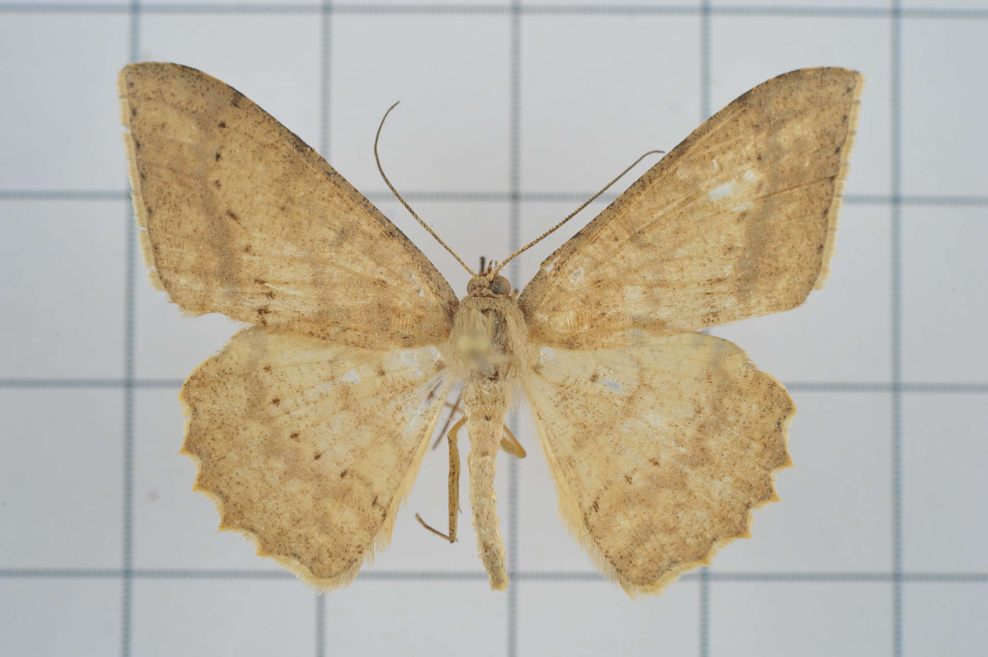 Image of Luxiaria mitorrhaphes Prout 1925