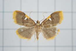 Image of Callibotys carapina