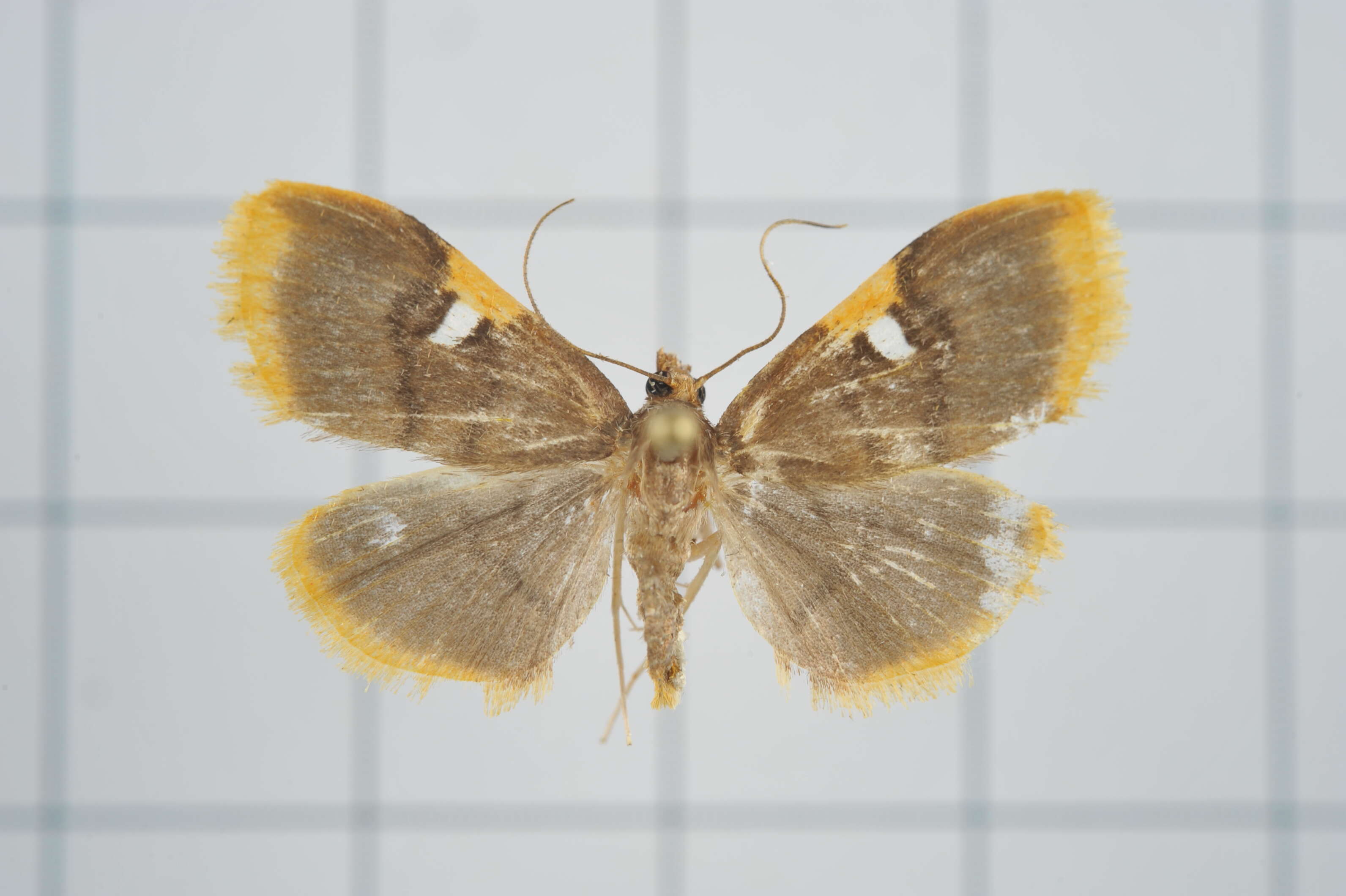 Image of Callibotys carapina