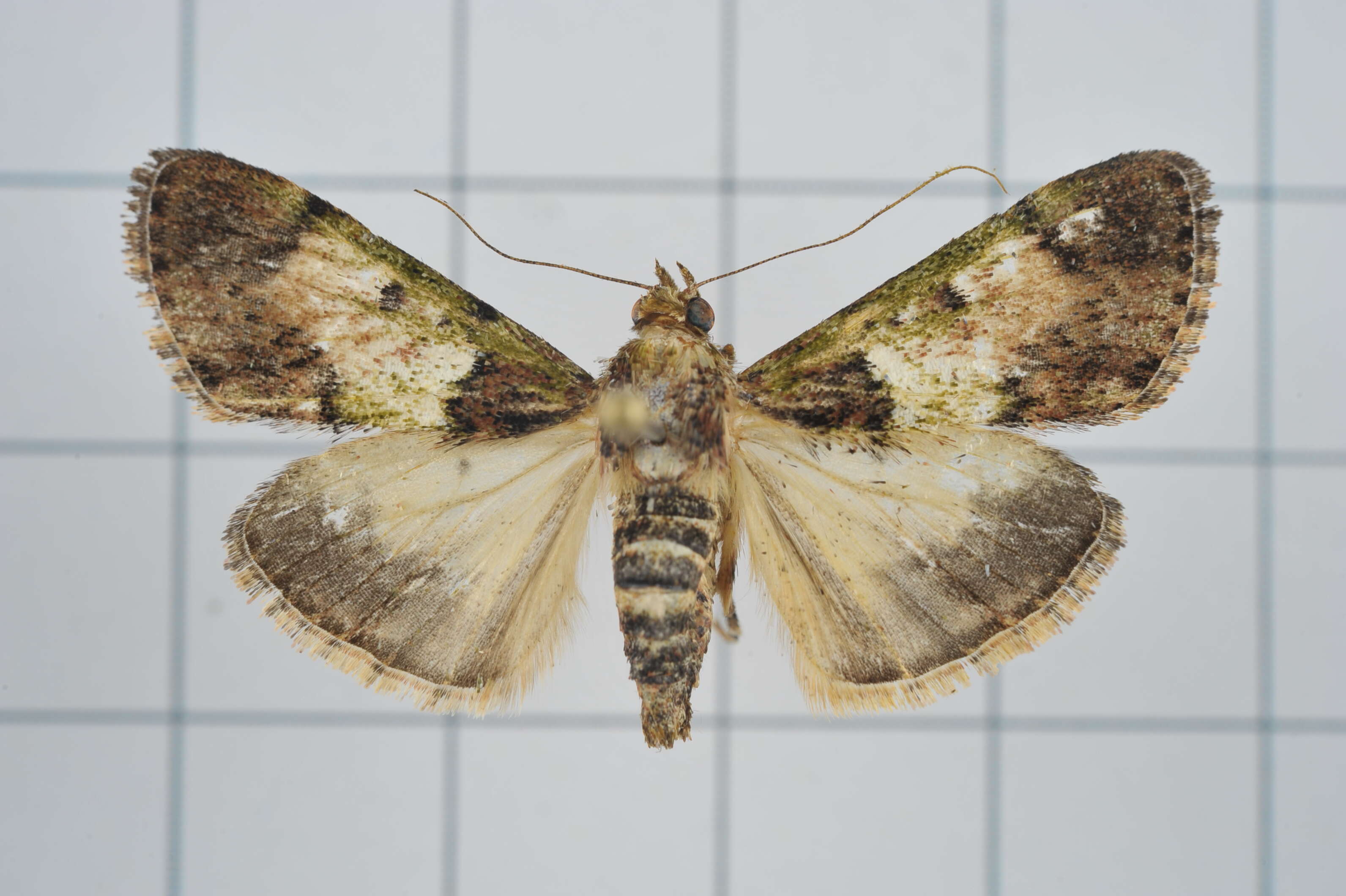 Image of Teliphasa nubilosa Moore