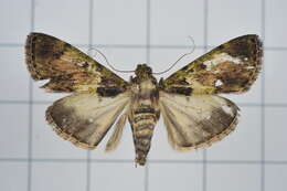 Image of Teliphasa nubilosa Moore