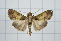 Image of Teliphasa nubilosa Moore