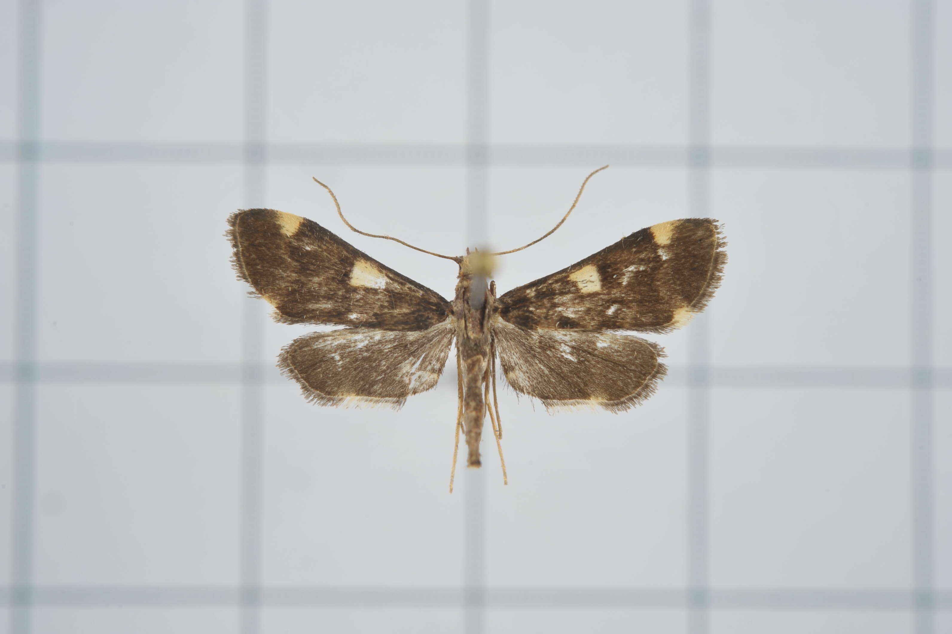 Image of Piletocera aegimiusalis Walker 1859