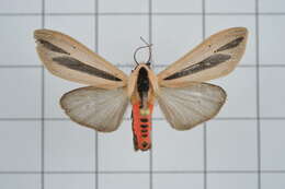 صورة Creatonotos gangis Linnaeus 1763