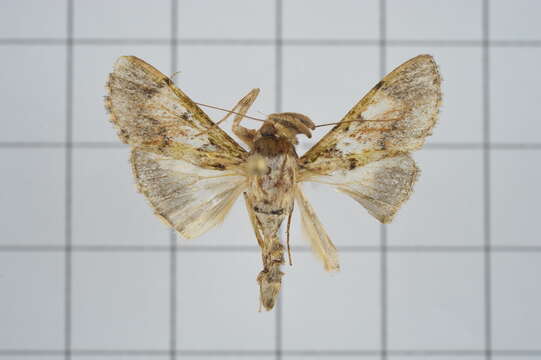 Image of Teliphasa nubilosa Moore