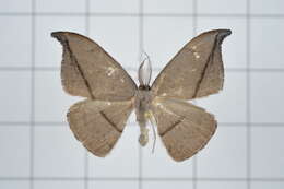 Image of Albara reversaria Walker 1866