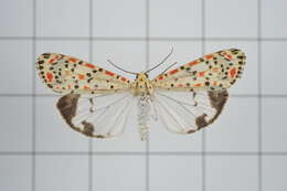 Image of Utetheisa pulchelloides Hampson 1907