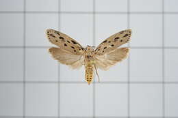 Image of Ethmia crocosoma Meyrick 1914